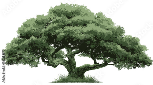 tree isolated on white background