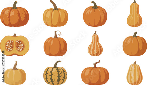 Vector art of collection of assorted pumpkins and gourds in various shapes and colors