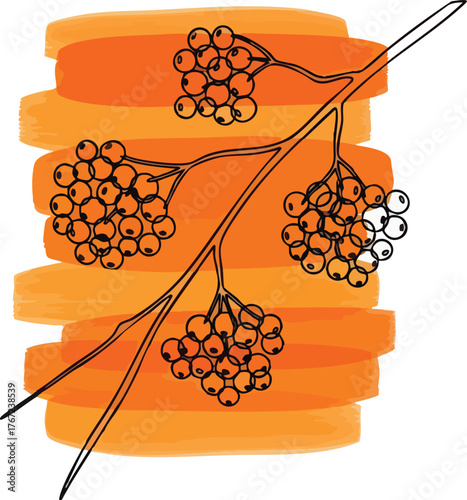 Detailed illustration of rowan berries on a branch showcasing their natural beauty.