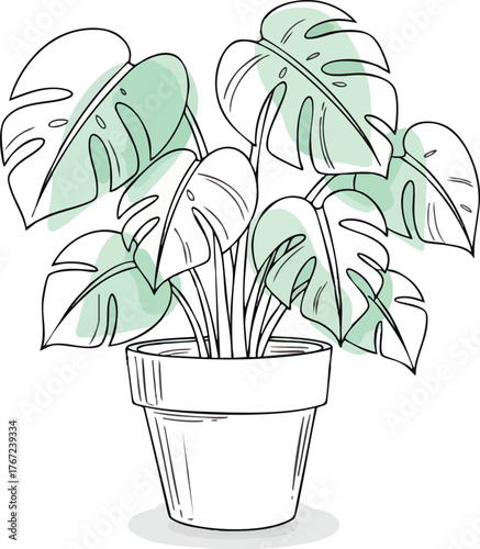 Potted Monstera deliciosa plant hand drawn sketch illustration.