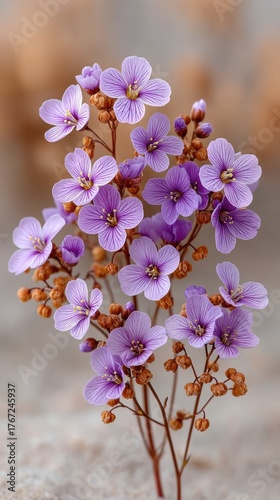 Macro Shot of Delicate Purple Wildflowers with Brown Seed Pods and Soft Sandy Background Bathed in Gentle Dappled Sunlight