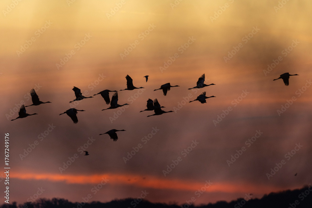 Obraz premium GRUE CENDRES