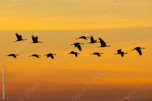 Wallpaper Mural GRUE CENDRES Torontodigital.ca