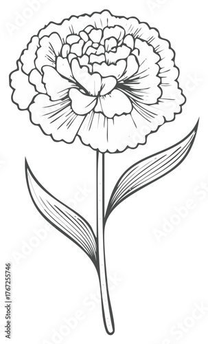 Black and white line drawing of a blooming carnation flower with two leaves