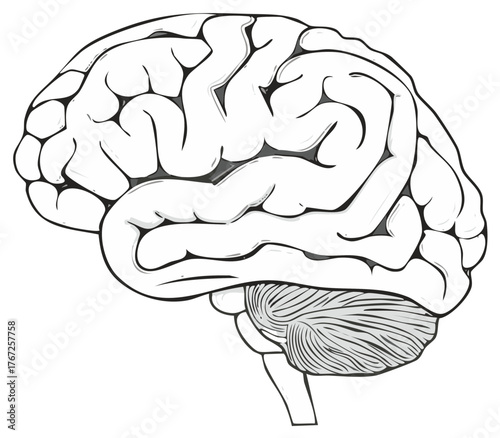 Hand-drawn illustration of a human brain, showing key anatomical regions.