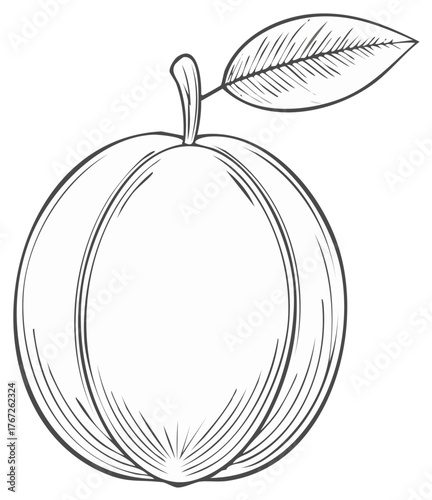 Outline of Peach Fruit with Leaf, Botanical Sketch of Fruit, Vintage Design