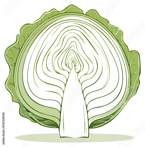 Green cabbage cross section showing inner layers and healthy vegetable food illustration