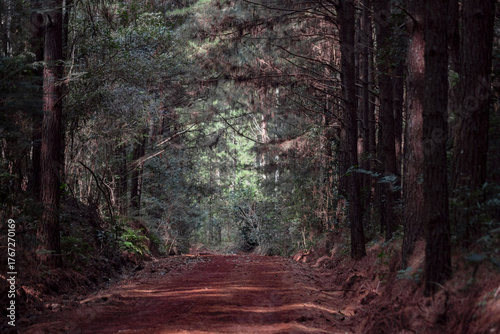 Papier peint path in the woods