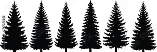 Conifer tree silhouette set, pine and fir forest elements, black evergreen shapes for nature design, botanical clipart, isolated vector illustration