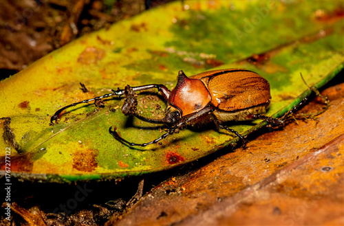 Rhinoceros beetle walking on leaf litter in tropical forest habitat