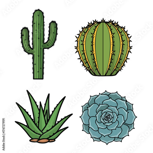 Desert succulent cactus plants vector illustration flat design nature botanical flora icon graphic green spikes aloe barrel rosette saguaro exotic