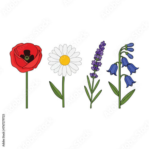 Colorful garden flowers poppy daisy lavender bluebell simple collection vector illustration floral elements flat design nature springtime bloom blossom graphic artwork