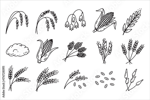  Collection of hand drawn wheat and grain illustrations in black and white