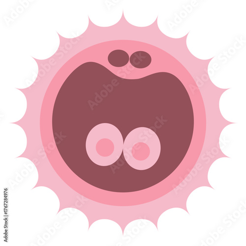 Zygote Formation First Cell After Fertilization