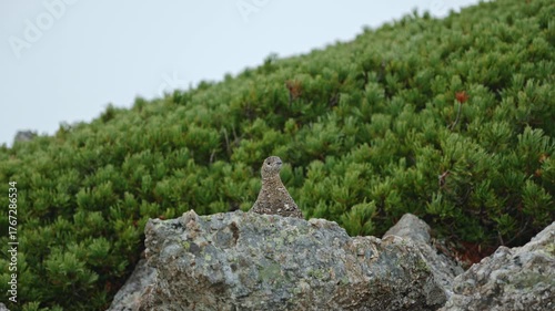 雷鳥⑦　紅葉の北アルプス　日本の山　長野県　富山県