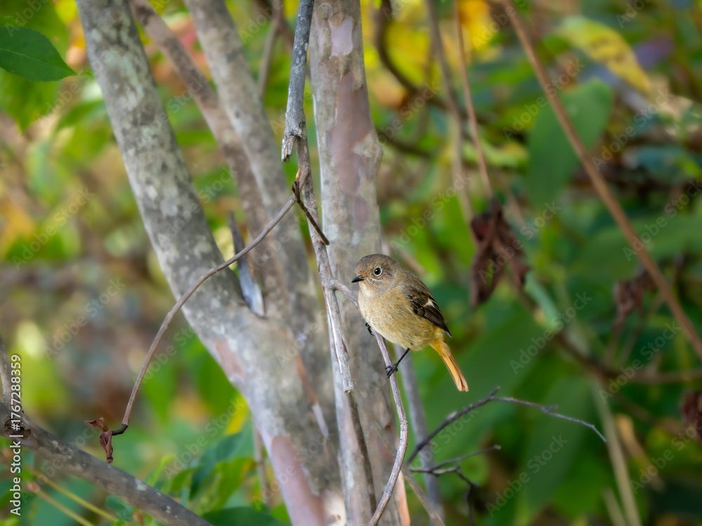 Naklejka premium 木陰で周りを見渡しているジョウビタキの雄