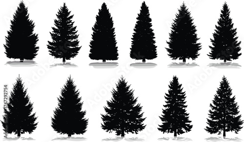 Set of pine tree silhouettes with shadows, black evergreen forest vector illustration, natural woodland design for winter, outdoor and landscape themes