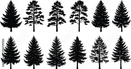 Collection of pine and spruce tree silhouettes, black forest illustration, evergreen conifer trees vector, natural woodland landscape graphic design