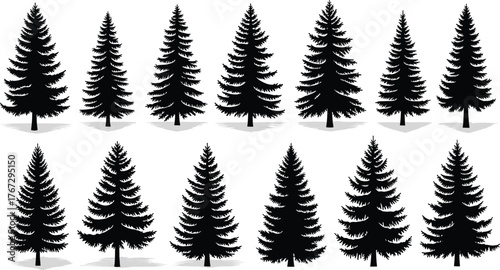 Collection of pine tree silhouettes with shadows on white background, evergreen forest design, nature vector illustration for landscape and decoration