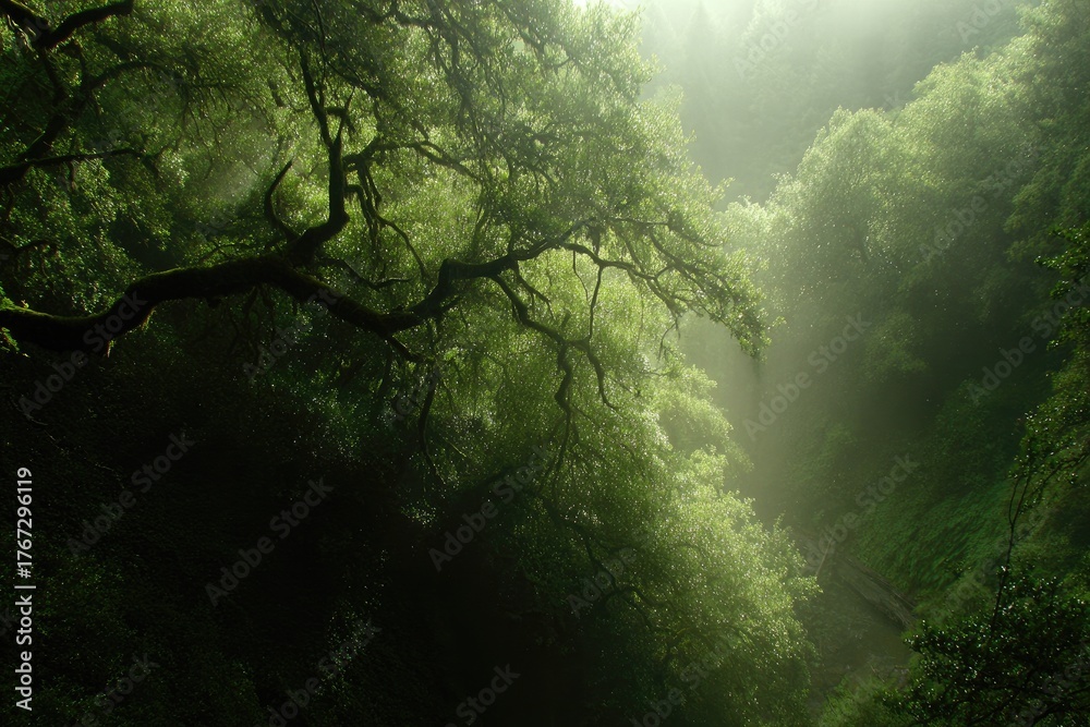 Fototapeta premium Lush, misty forest canopy