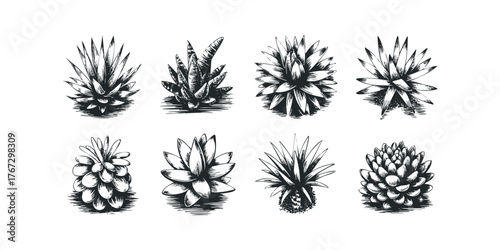 Collection of eight hand-drawn succulent plants