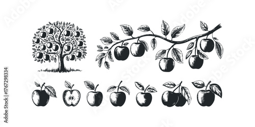 Collection of Apple Illustrations with Tree and Branches