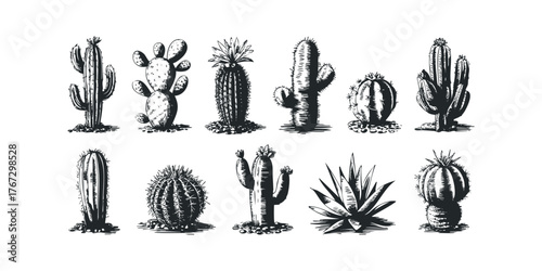 Collection of ten hand-drawn desert plant varieties