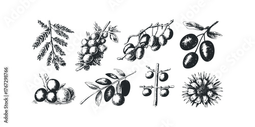 Botanical elements of olives and flower