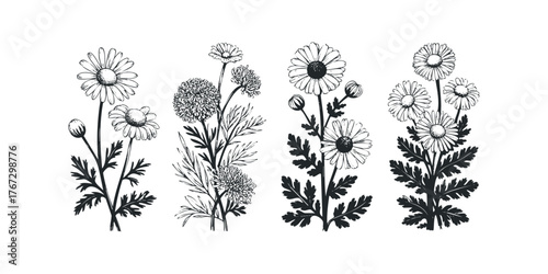 Collection of hand drawn daisies and foliage