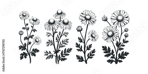 Black and White Ink Sketch of Chamomile Flowers and Stems