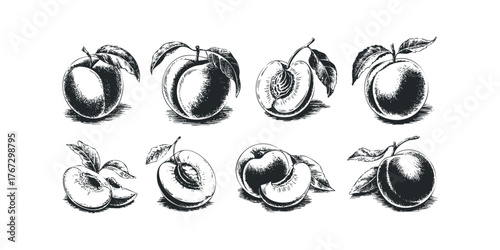 Collection of Hand Drawn Peaches and Leaves