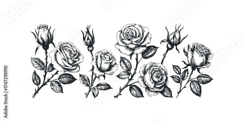 Detailed hand-drawn sketch of rose branches with buds