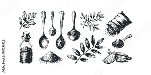 Herbs, spices, and culinary ingredients sketch collection