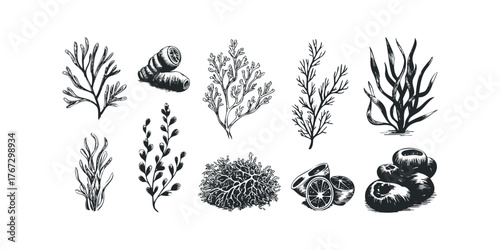 Collection of Hand-Drawn Aquatic Plant and Fruit Images