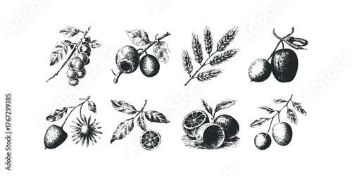 Vintage Botanical Illustrations of Fruits and Wheat Stems