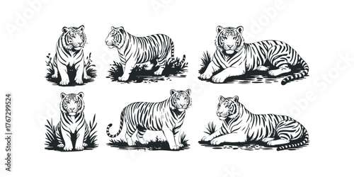 Six tiger poses in a sketch style with grass