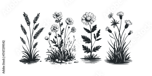 Sketch Style Wildflowers and Grasses Collection