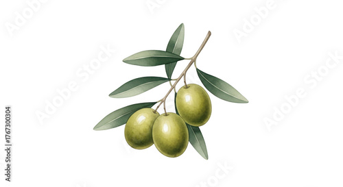 Wallpaper Mural A watercolor illustration of a sprig of green olives isolated on transparent background. Fresh green olives branch with leaves realistic nature food fruit plant photography Torontodigital.ca