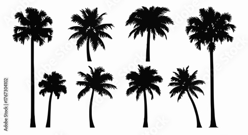 Silhouette palm trees