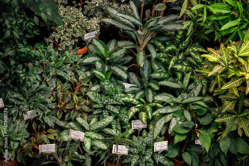 Variety of tropical houseplants with name tags in greenhouse