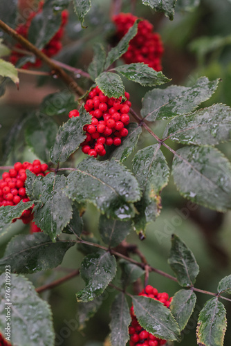 red berries on a branch