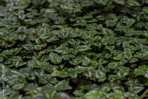 green leafs on forest ground