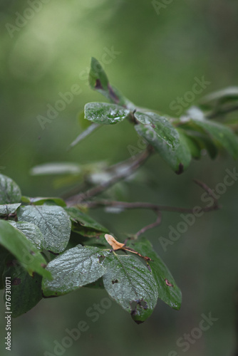 leaf from close up