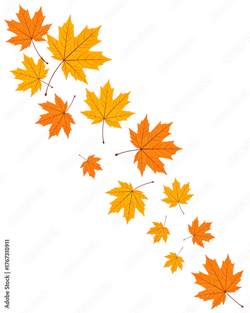 Fototapeta premium Scattered autumn maple leaves in vibrant orange and yellow hues isolated on white background
