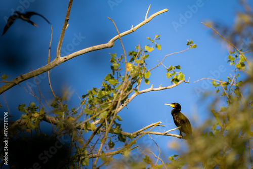 Great cormorant resting on a branch above the water