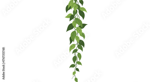 Illustration of a trailing green vine with leaves hanging down against a white background, perfect for decorative elements.