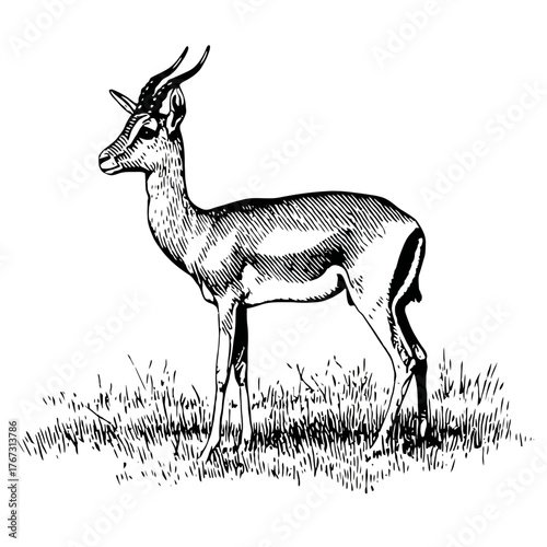 Elegant black and white illustration of an antelope in natural setting
