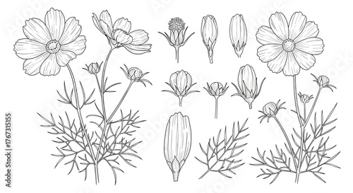 Botanical illustration of cosmos flowers showing open blooms, buds, and individual parts.