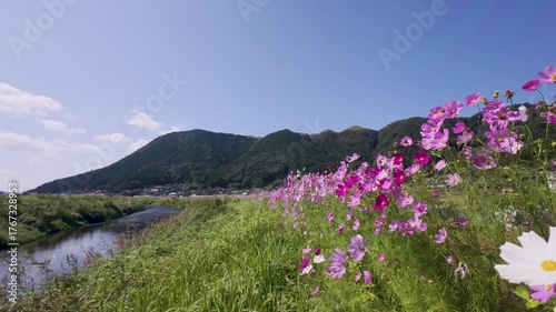 Autumn Cherry Blossoms - Japan - Kumamoto