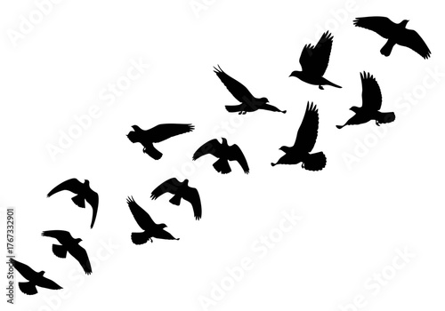 silhouettes of birds vector icon stock symbol